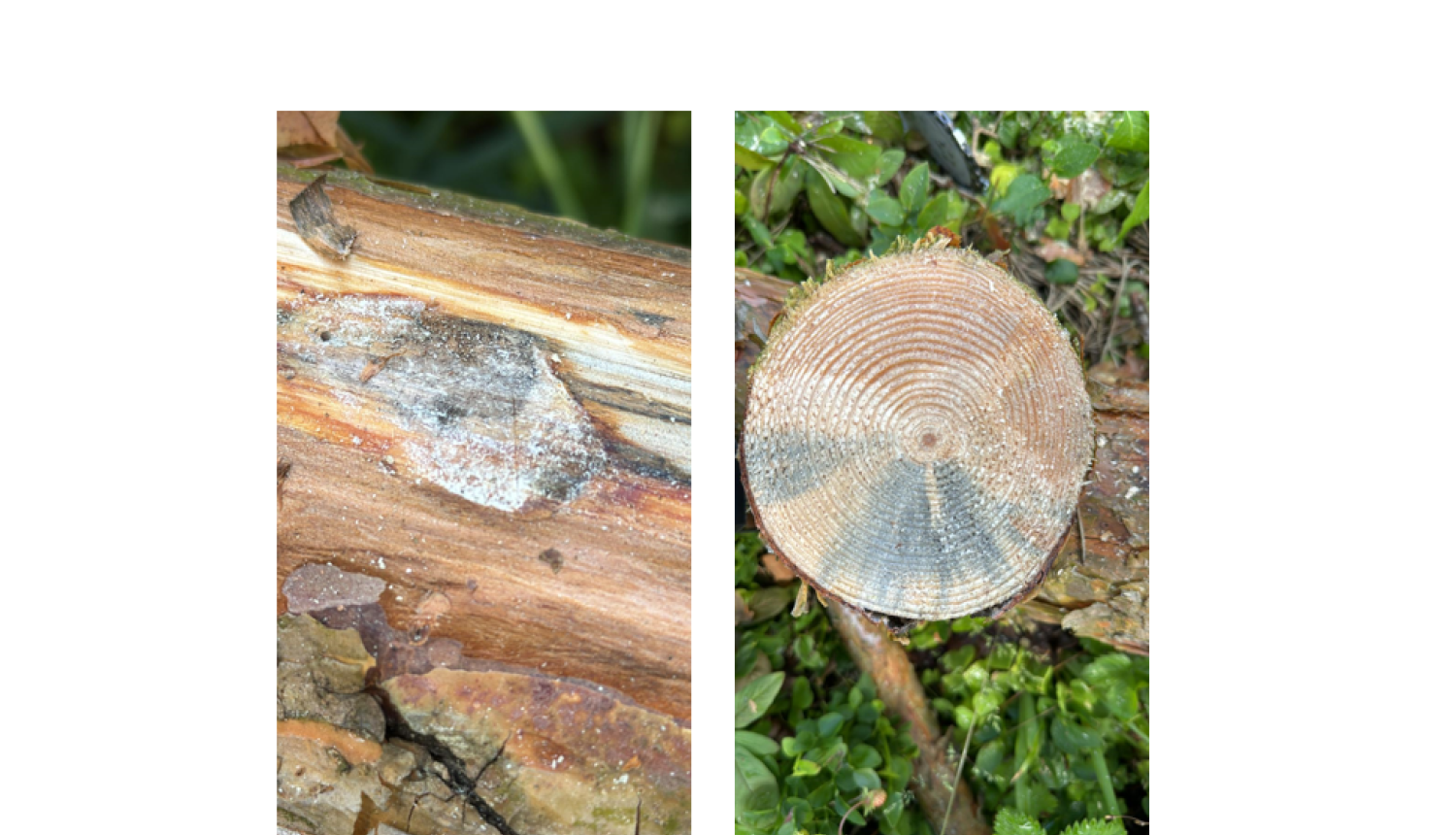 Vētrā cietušajās priežu audzēs pasliktinās veselības stāvoklis