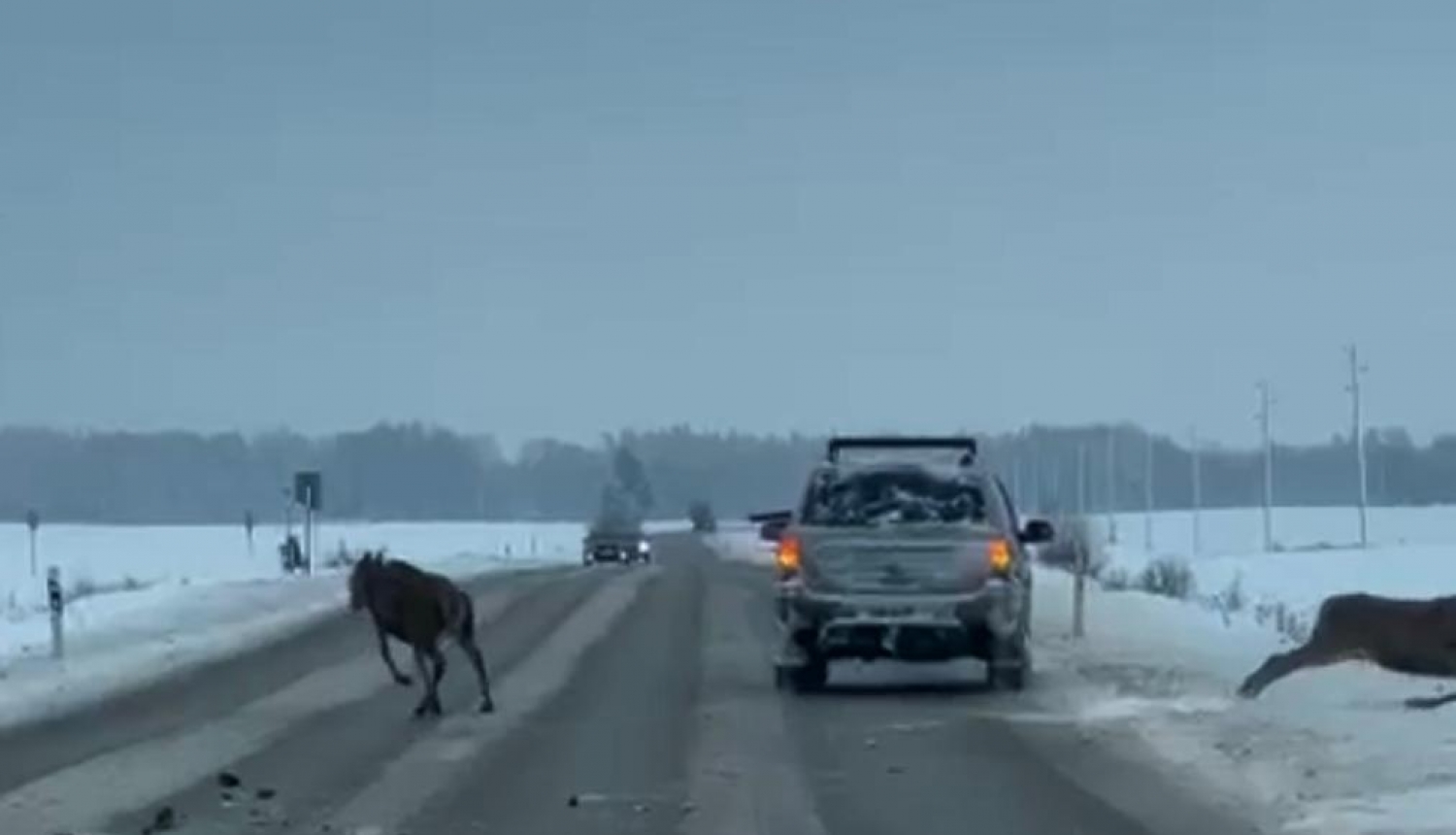 10.12.2023. notikums no braucoša auto tiek šauti brieži