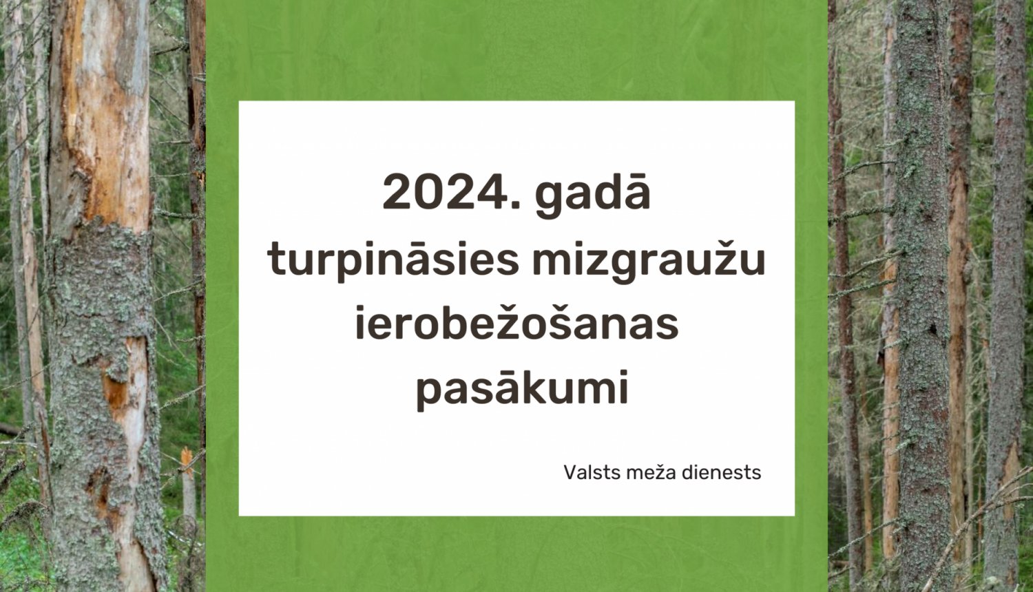 2024. gadā turpināsies mizgraužu ierobežošanas pasākumi 