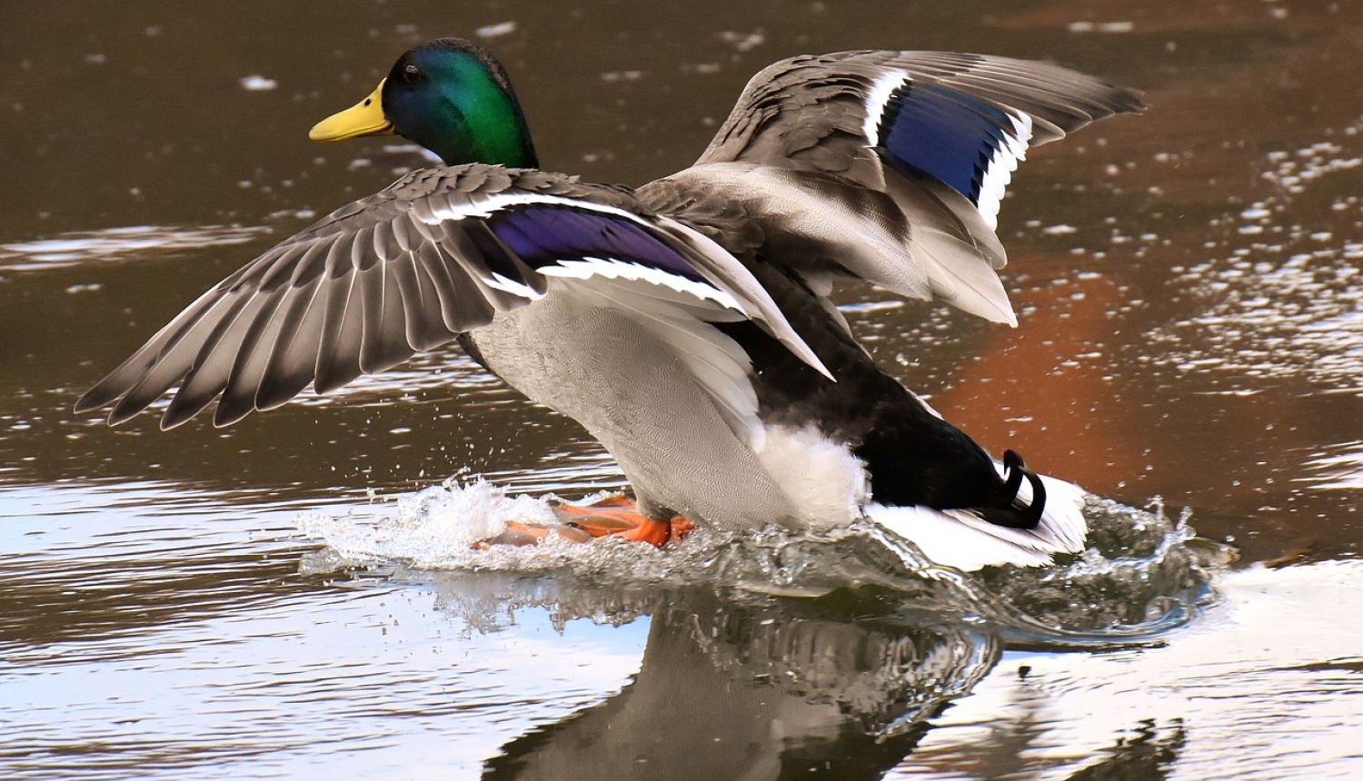 Pīle ūdenī, kas vēzē spārnus