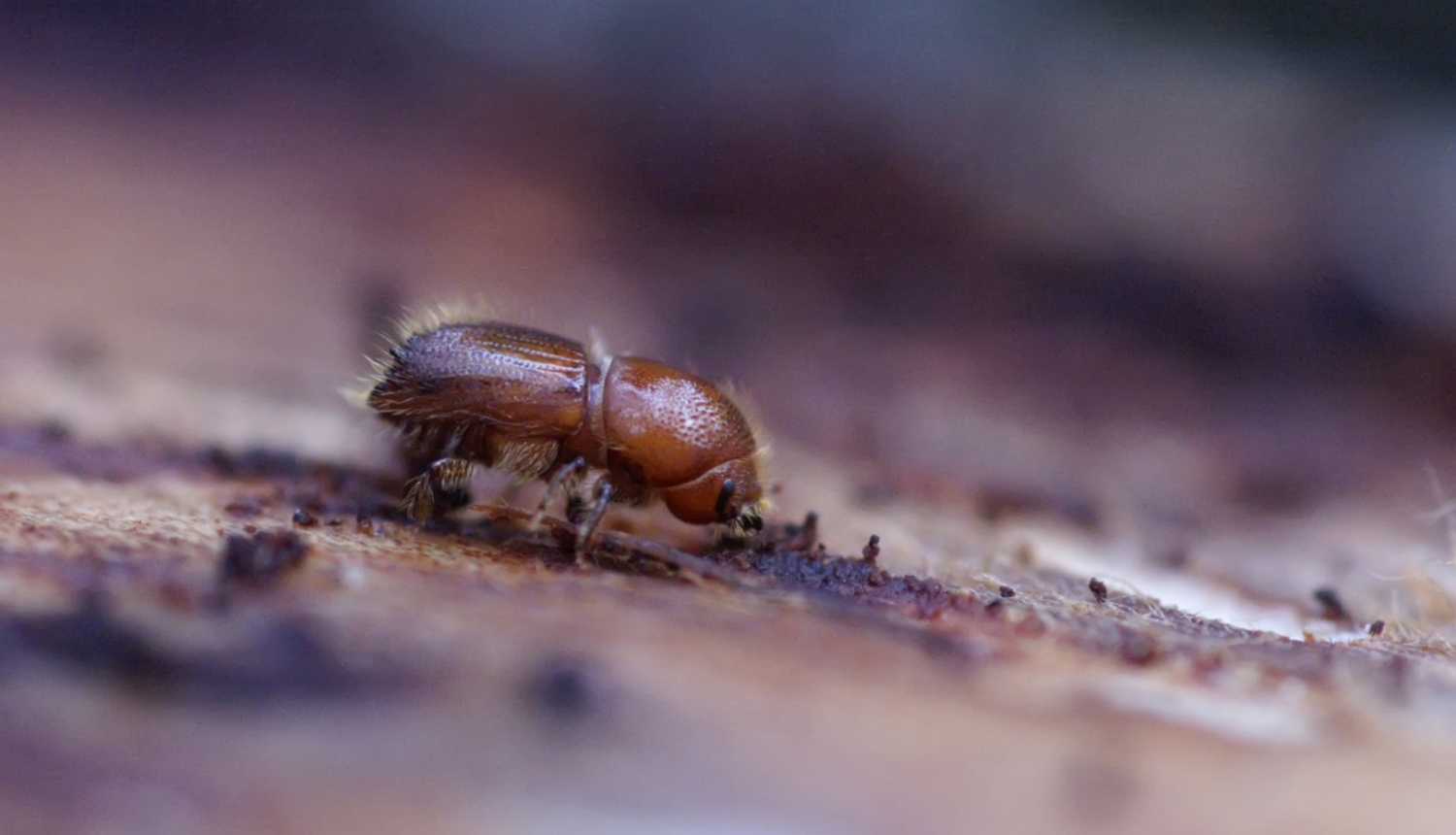 Egļu astoņzobu mizgrauzis (Ips typographus)