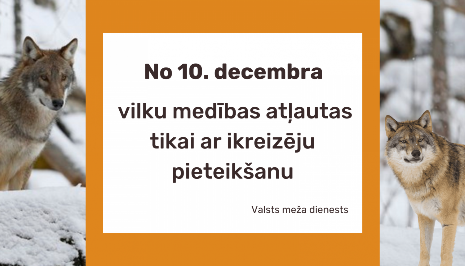 No 10. decembra vilku medības atļautas tikai ar ikreizēju pieteikšanu